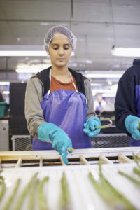 A woman wearing a hairnet, gloves, and an apron processes asparagus on an assembly line.