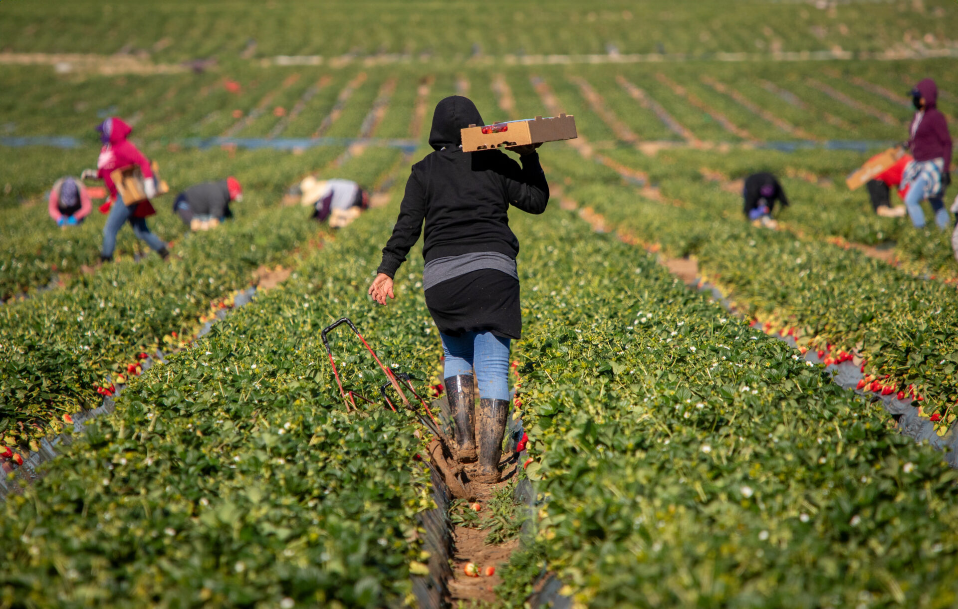 Farm field workers harvesting strawberries
